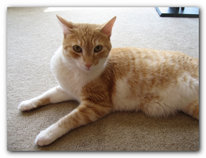 Hobbes