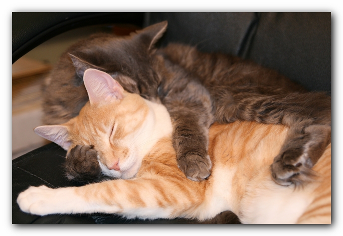 Missy and Hobbes