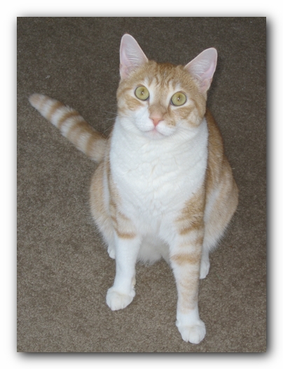 Hobbes