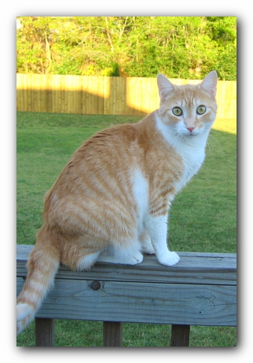Hobbes