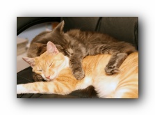 Our Cats Missy and Hobbes