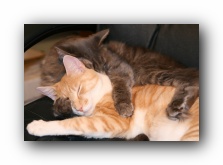 Our Cats Missy and Hobbes