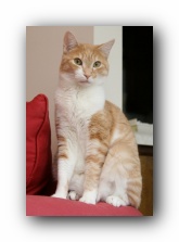Our Cats Missy and Hobbes