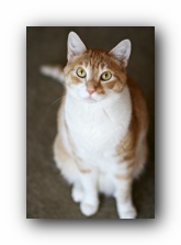 Our Cats Missy and Hobbes