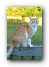 Our Cats Missy and Hobbes