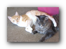 Our Cats Missy and Hobbes