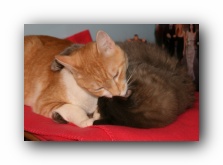 Our Cats Missy and Hobbes