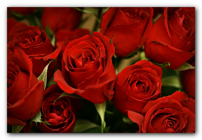 Valentine's Day 2008