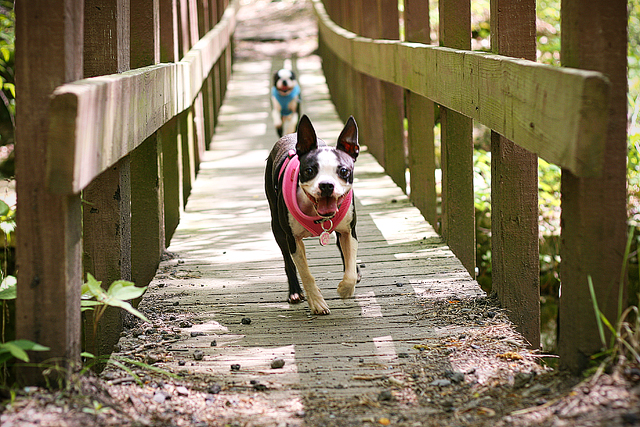 Miley & Howie at Laurel Falls