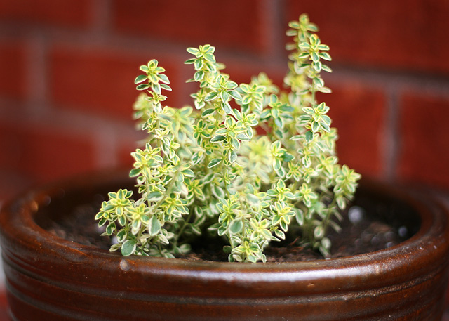 lemon thyme