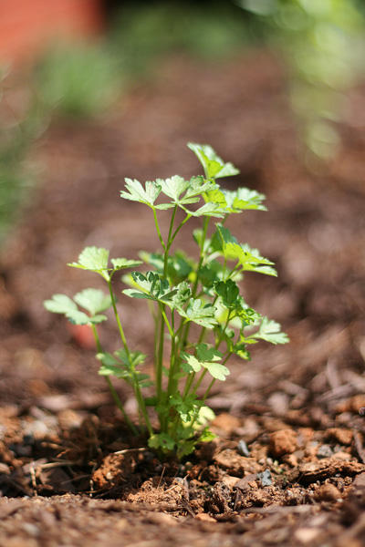 { Italian Flat Leaf Parsley }