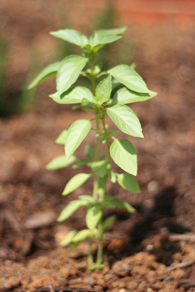 Sweet basil