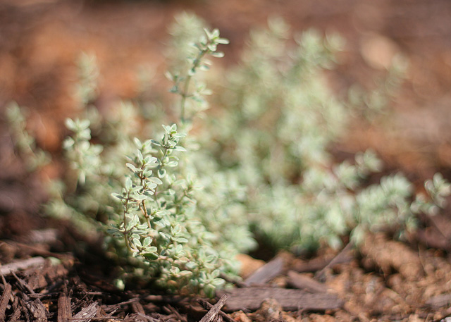 Thyme