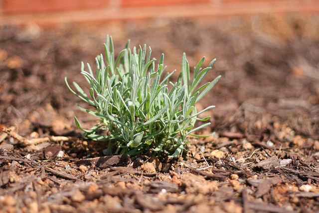 { Lavender Herb Landscaping Bush }