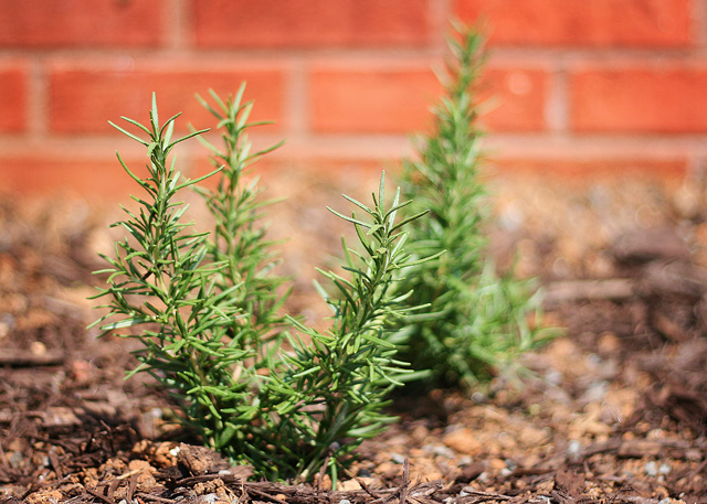 { Rosemary Herb Landscaping Bush }