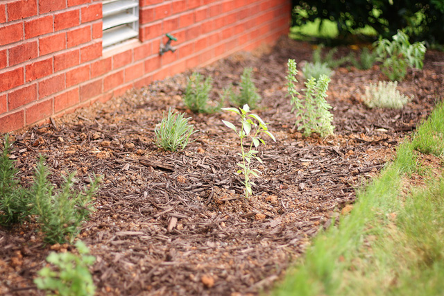 { My Herb Garden }