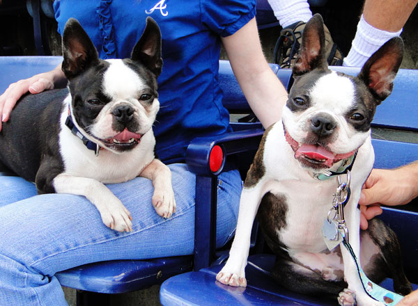 Atlanta Braves Bark in the Park Dog Day Boston Terriers Meetup