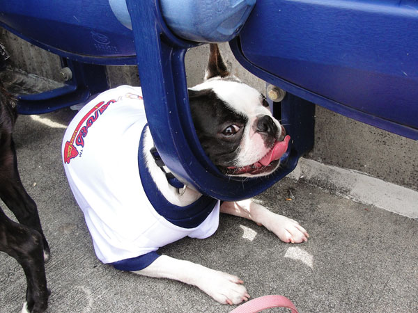 Atlanta Braves Bark in the Park Dog Day Boston Terriers Meetup