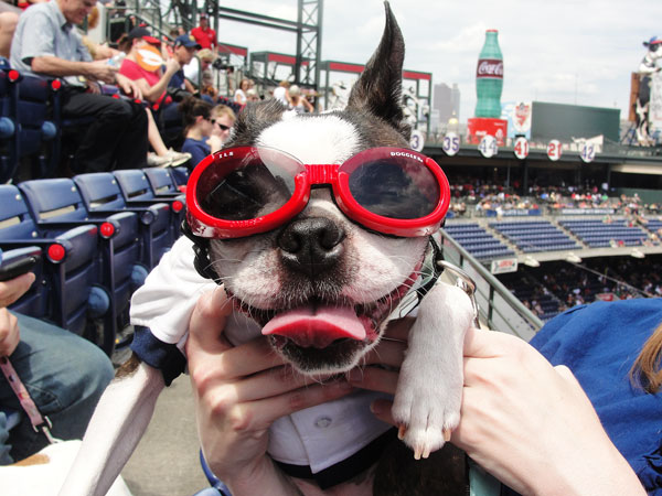 Atlanta Braves Bark in the Park Dog Day Boston Terriers Meetup