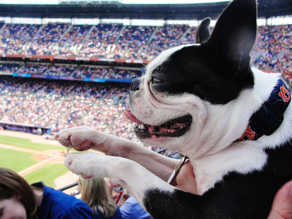 Atlanta Braves Bark in the Park Dog Day Boston Terriers Meetup