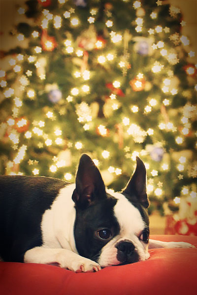 Christmas Tree Custom Bokeh Stars