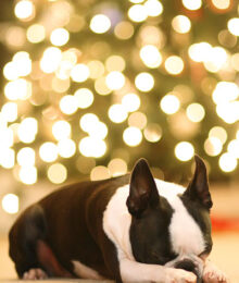 Image of Howie in Front of The Christmas Tree