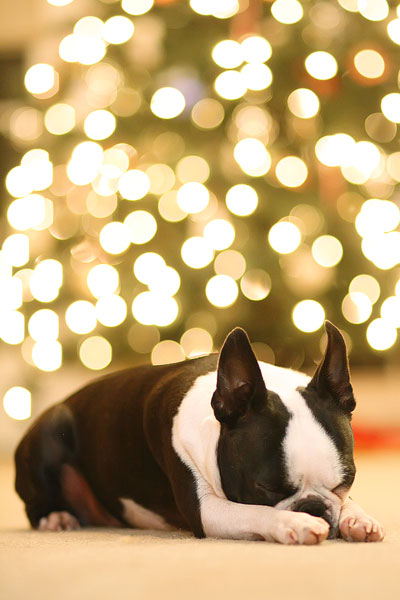 Christmas Tree Bokeh - Top Christmas Pictures to Get Before the Tree Comes Down!