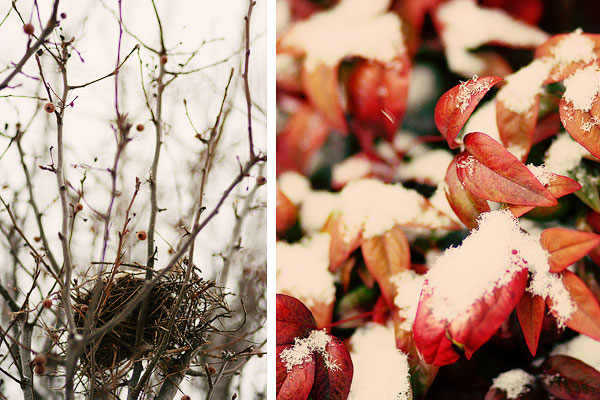 snow tree branches bird's nest collage