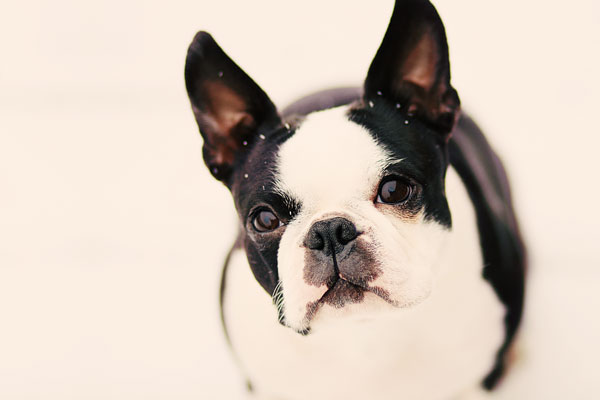 snow boston terrier puppy howie