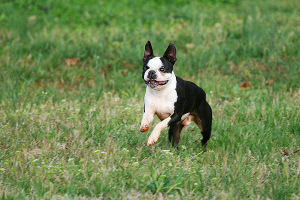 Boston Terrier Puppies