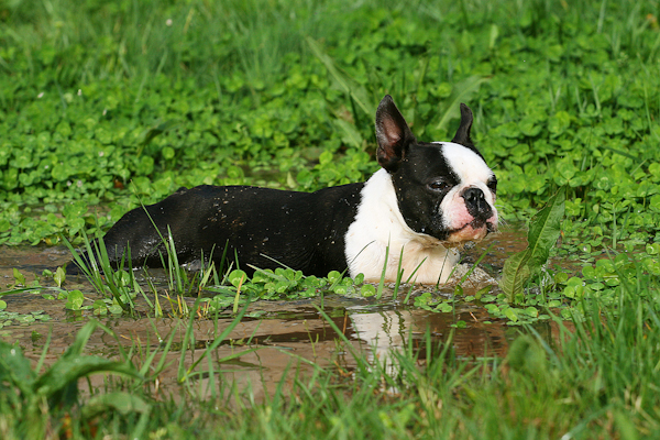 Boston Terrier Puppies