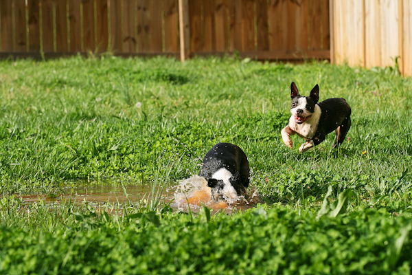 Boston Terrier Puppies