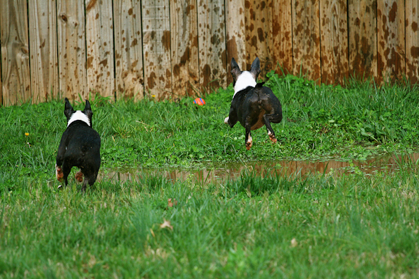 Boston Terrier Puppies