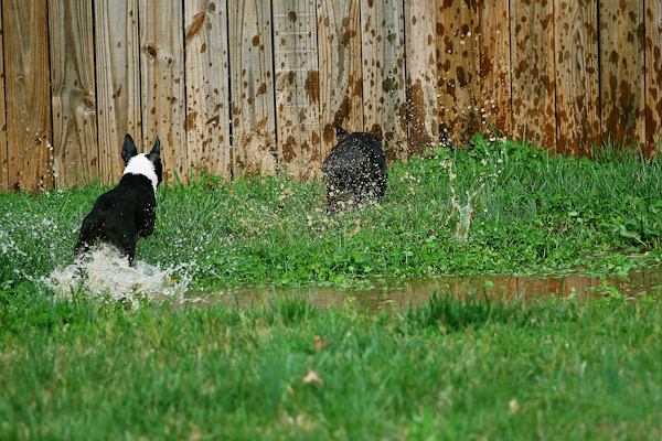 Boston Terrier Puppies