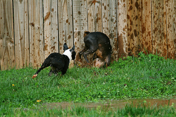 Boston Terrier Puppies