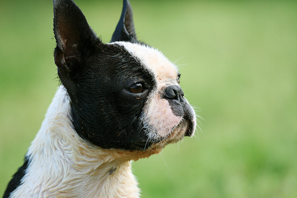 Boston Terrier Puppies