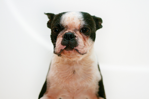 Boston Terrier Puppies