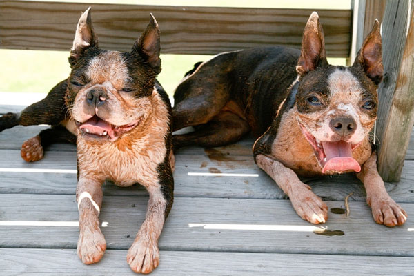 Really Muddy Dogs