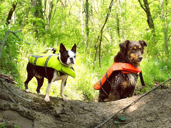 Kayaking on Flint Creek @ Wheeler National Wildlife Refuge & on the Flint River, Huntsville Alabama