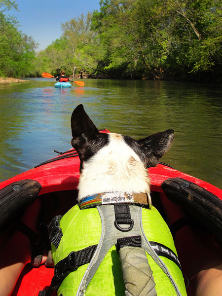 Kayaking on Flint Creek @ Wheeler National Wildlife Refuge & on the Flint River, Huntsville Alabama