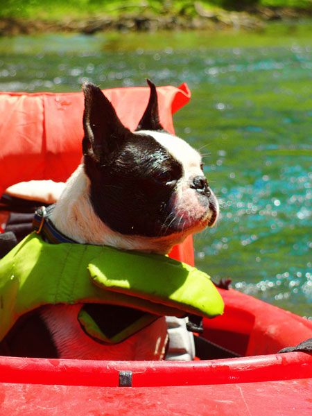 Kayaking on Flint Creek @ Wheeler National Wildlife Refuge & on the Flint River, Huntsville Alabama