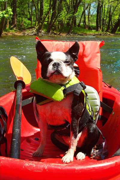 Kayaking on Flint Creek @ Wheeler National Wildlife Refuge & on the Flint River, Huntsville Alabama