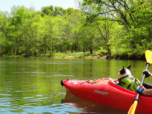 Kayaking on Flint Creek @ Wheeler National Wildlife Refuge & on the Flint River, Huntsville Alabama