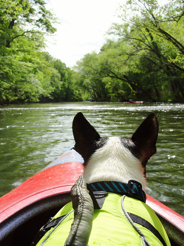 Kayaking the Flint River