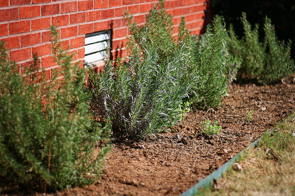 Vegetable & Herb Garden for Beginners