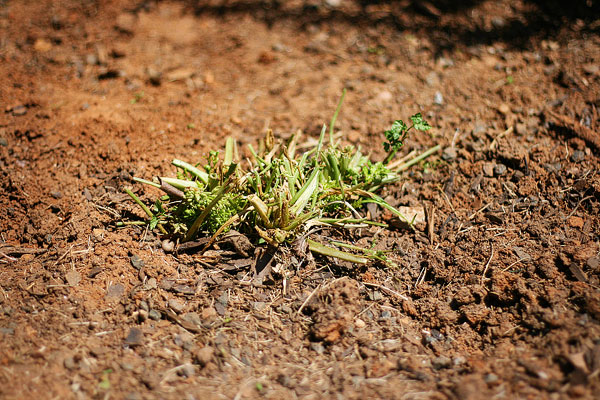 Vegetable & Herb Garden for Beginners