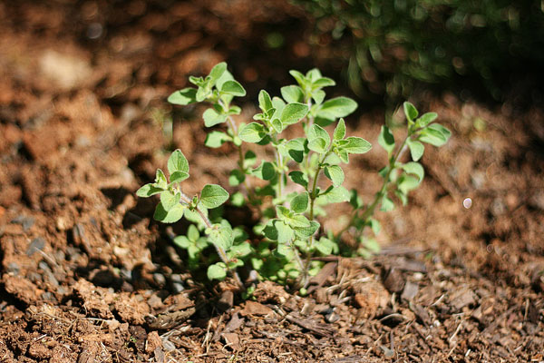 Vegetable & Herb Garden for Beginners