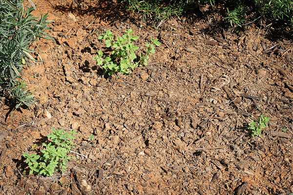 Vegetable & Herb Garden for Beginners