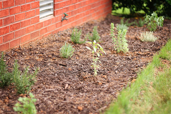 Vegetable & Herb Garden for Beginners