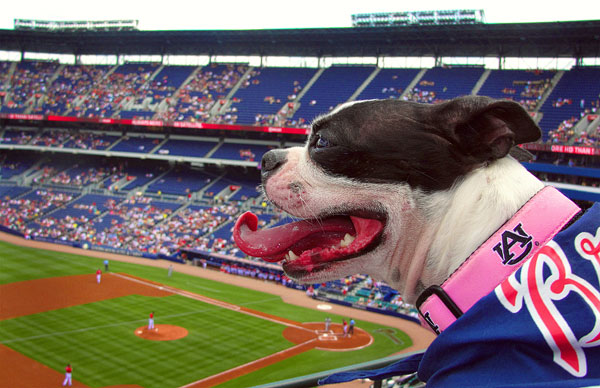 Atlanta Braves Baseball | Bark in the Park Day . May 2010